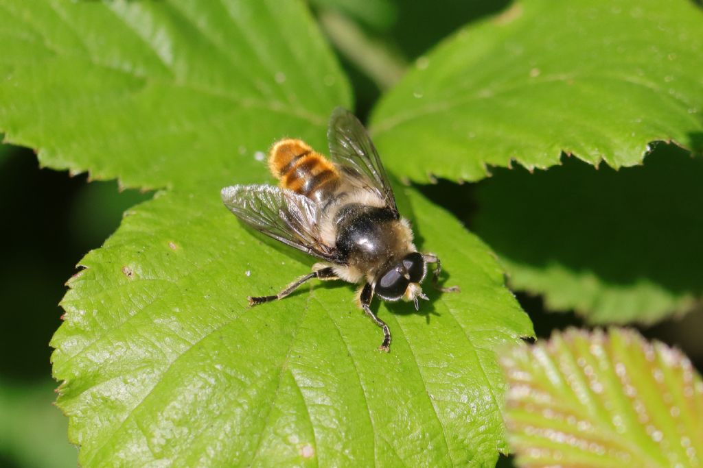 Syrphidae ID